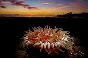 Dahlia anemone (Urticina felina), double exposure in came... by Filip Staes 